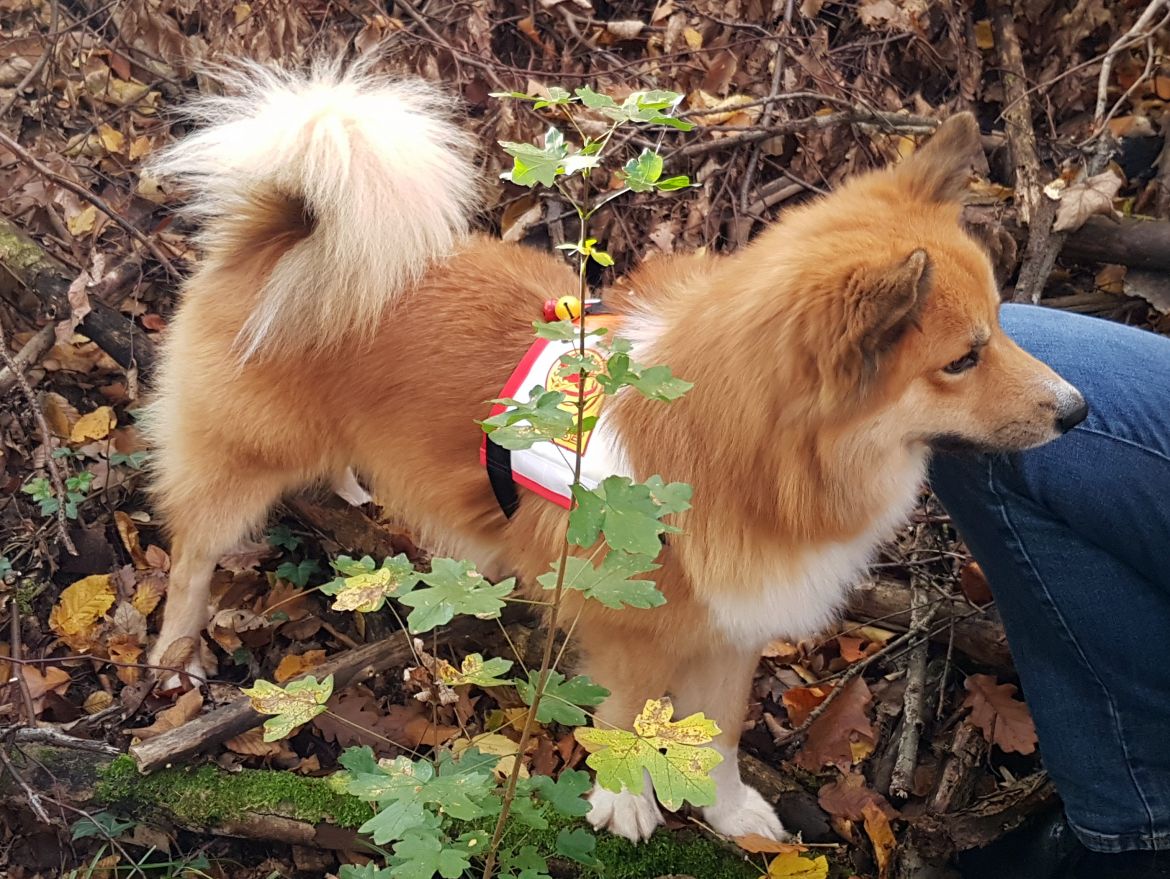20201106_reyki-3.jpg