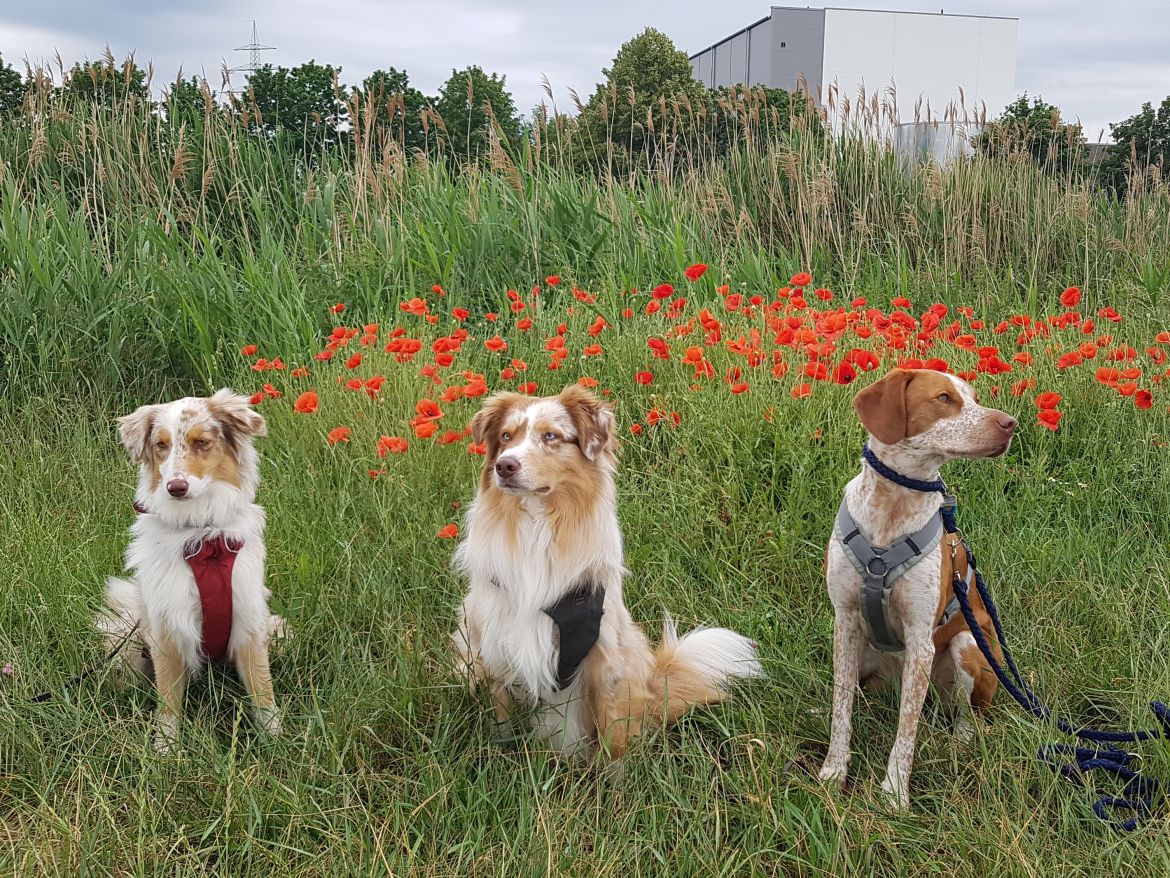 Selfie-Mohnblumen.jpg