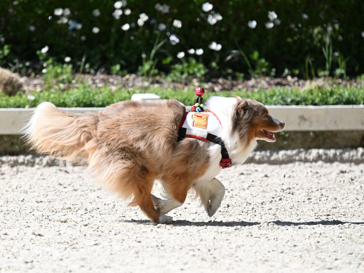 DSC_Snickers2.JPG