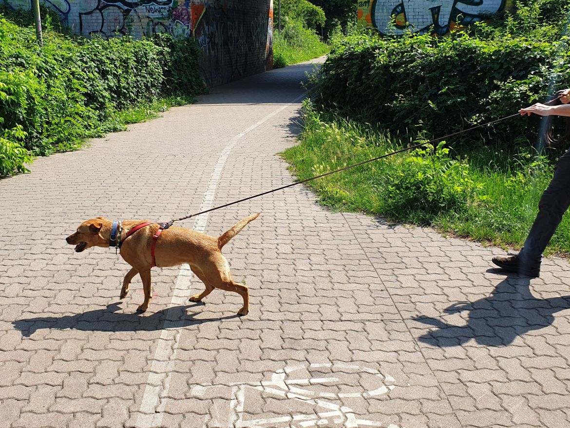 Elli-trailt.jpg