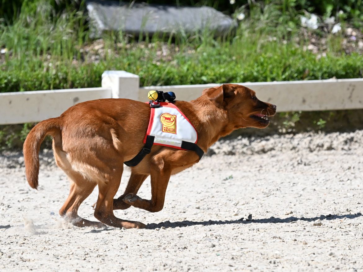 DSC_Arko2.JPG